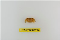 藏品(小厚紋蟹)的圖片